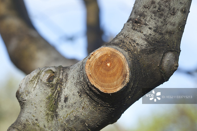 法国春天富士苹果树的截枝图片素材