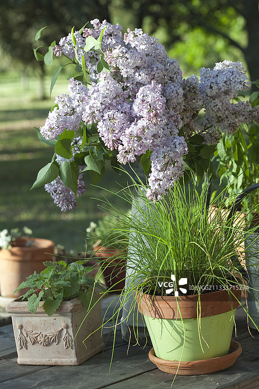 花瓶中的丁香和盆栽韭菜（法国）图片素材