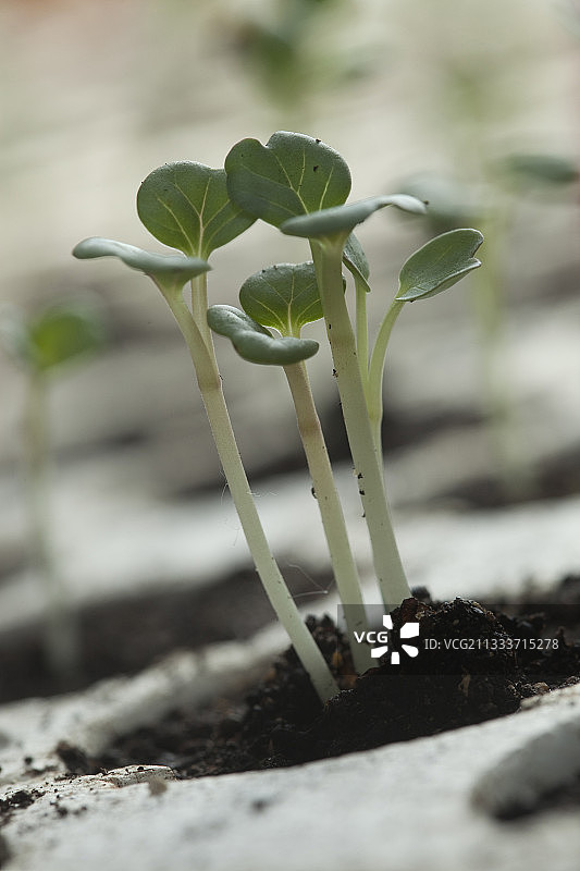 矮牵牛花幼苗在托盘在法国春天图片素材