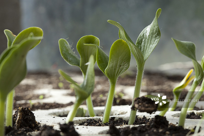 法国春季托盘中的南瓜苗图片素材