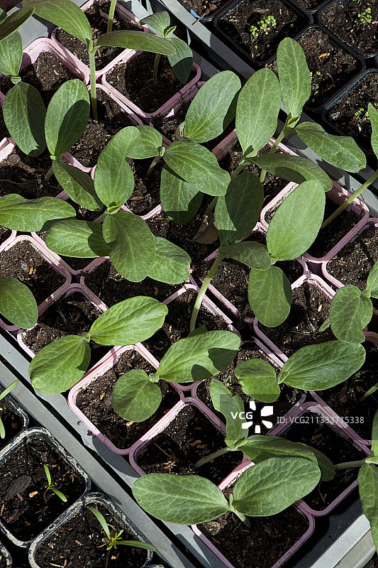 春季法国水桶里的南瓜苗图片素材