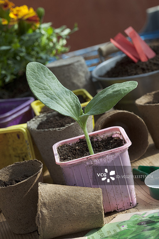 法国花园里的南瓜幼苗图片素材