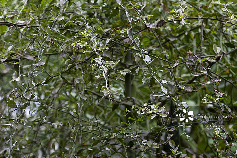 来自非洲和中东的本地人图片素材