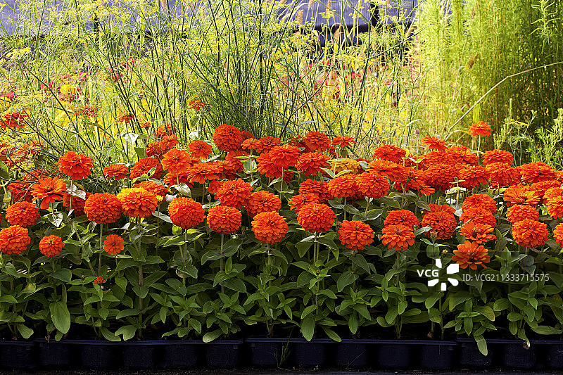 法国南特苗圃水桶中的百日草图片素材