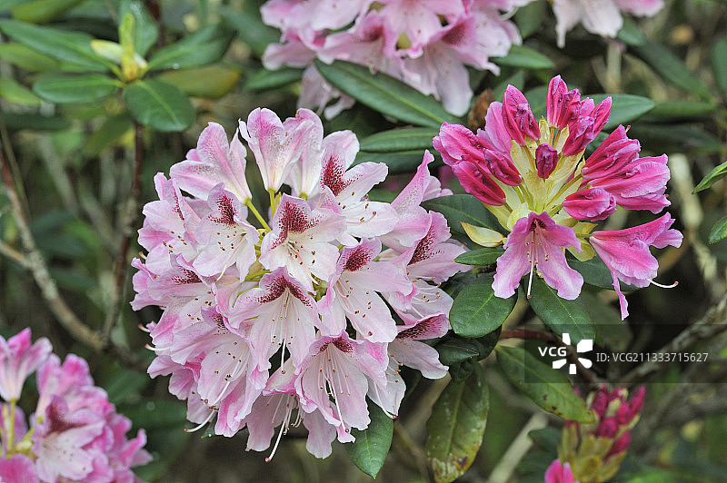 法兰西岛的国际都市杜鹃花图片素材