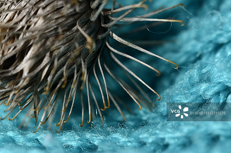 水果依附在衣服上（生物仿生学：启发瑞士工程师乔治·德·梅斯特拉发明尼龙搭扣）图片素材