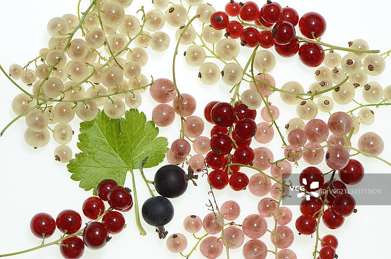 红白醋栗图片素材