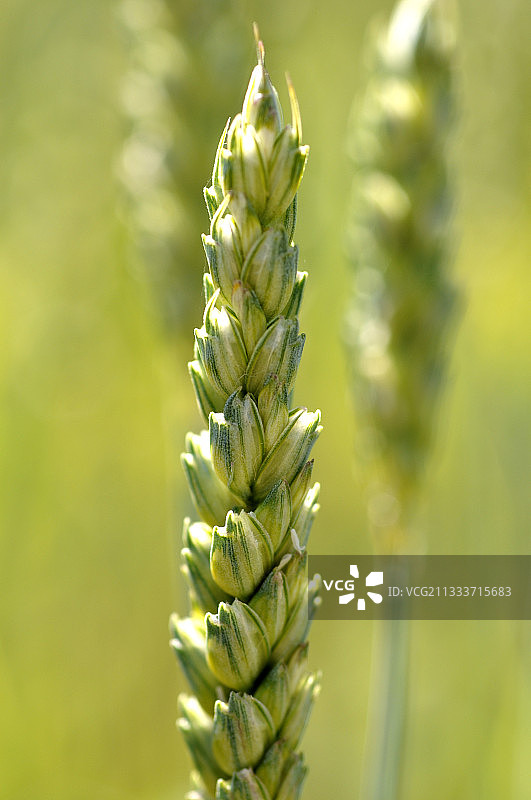法国埃皮纳勒中世纪花园中的小麦图片素材