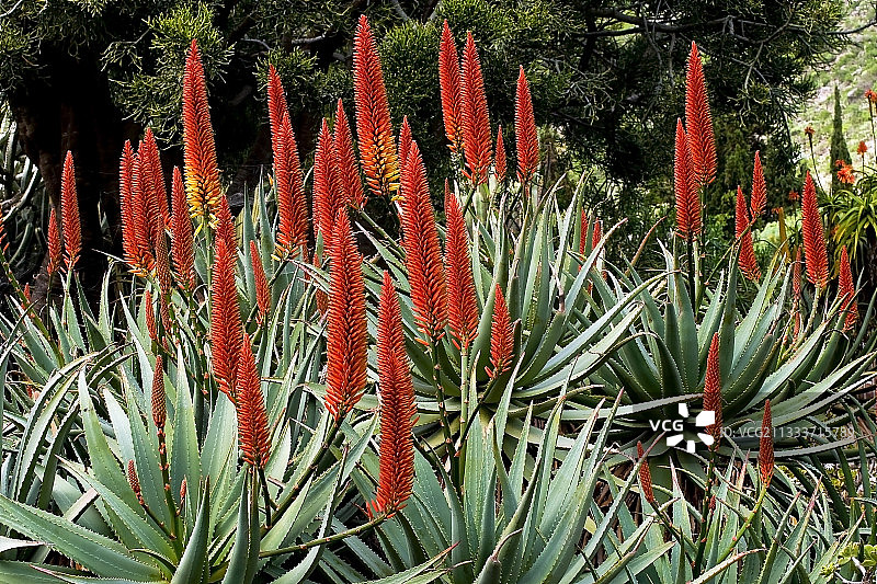 加那利群岛异国情调的花园里盛开的芦荟图片素材