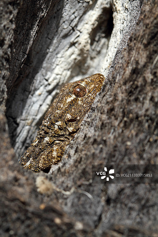 法国棕榈树干上的壁虎图片素材