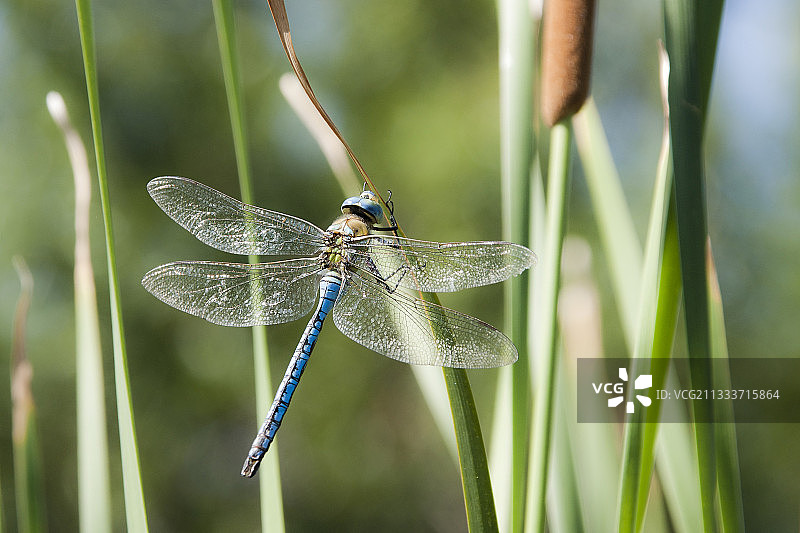 法国池塘中香蒲叶子上的皇帝蜻蜓图片素材