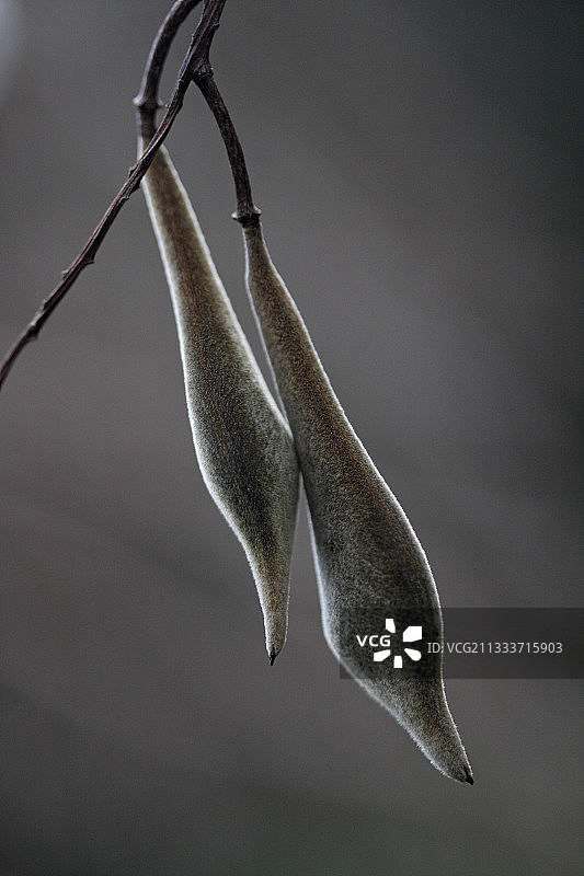 法国冬季茎上的野大豆果实图片素材
