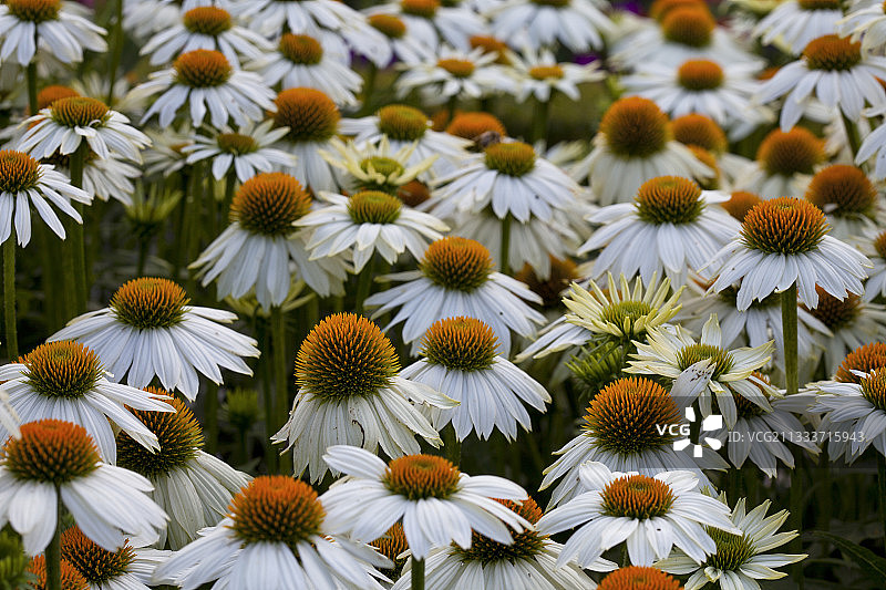 里昂公园里的“白族舞蹈”松果菊图片素材