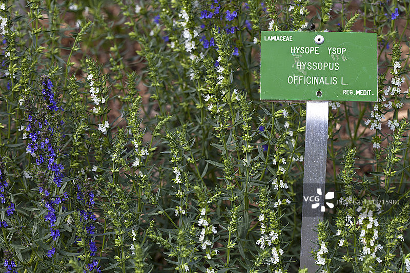 法国花园里的牛膝草图片素材