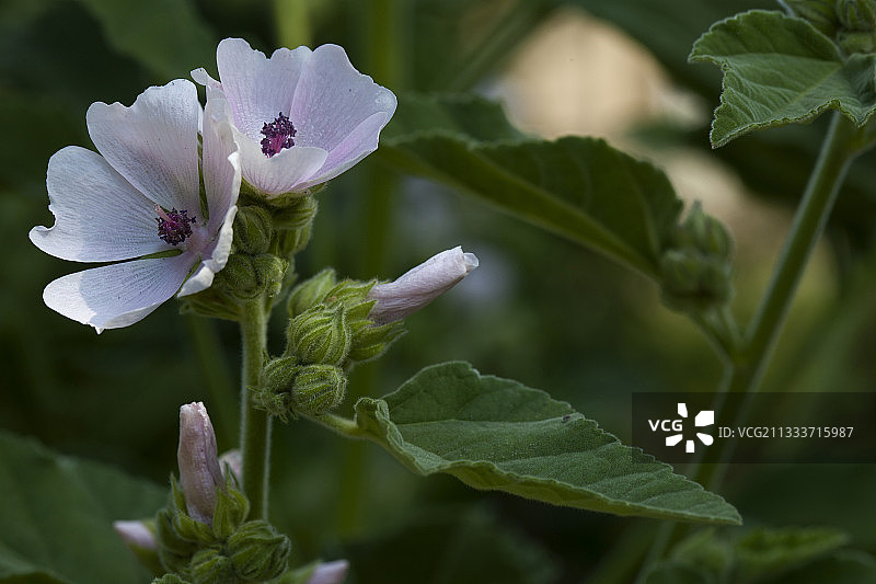 法国的药蜀葵花图片素材