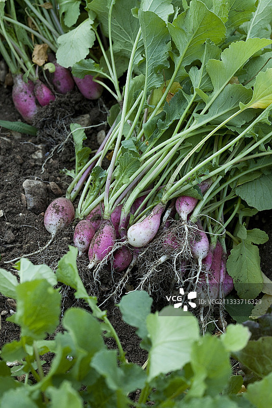 菜园萝卜丰收图片素材