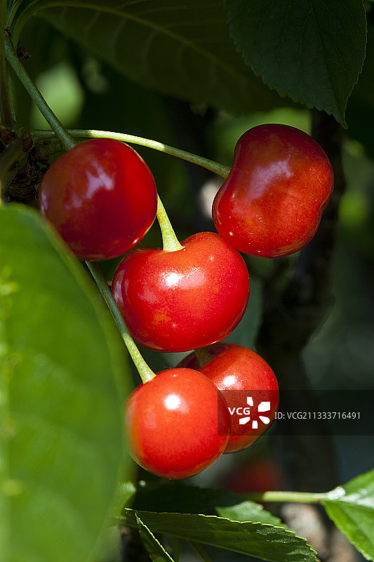 花园里树枝上的莫雷洛樱桃图片素材