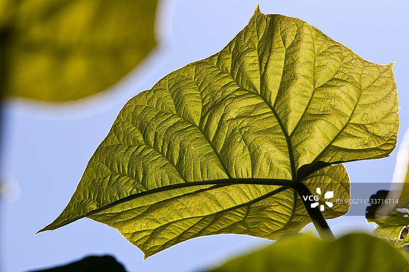法国阿尔萨斯的泡桐叶图片素材