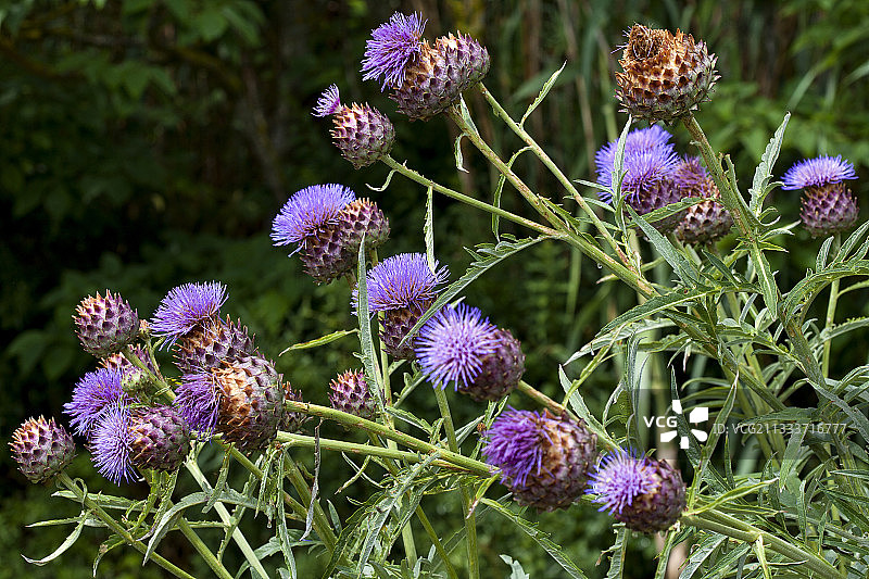 法国普罗旺斯的菜蓟花图片素材