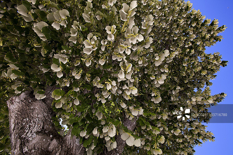 法国普罗旺斯银酸橙果实图片素材