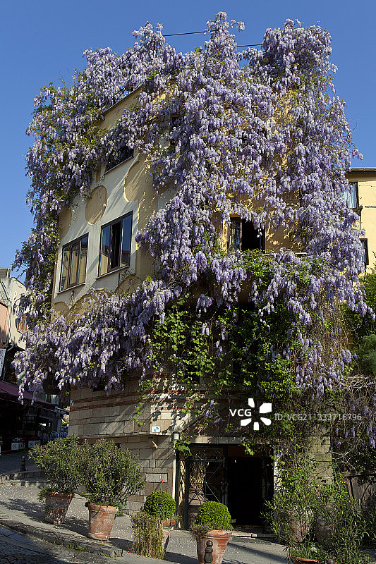 土耳其房屋和盆栽上盛开的紫藤图片素材