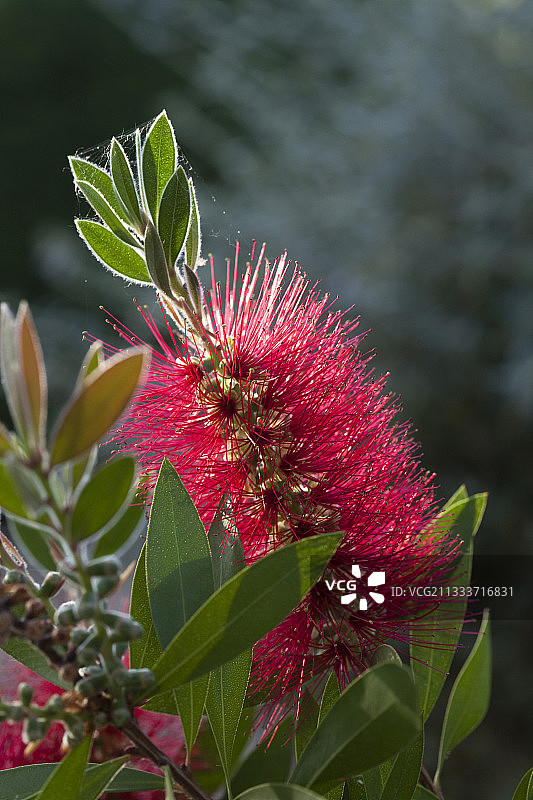 花园里盛开的红瓶刷图片素材