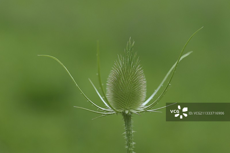 法国洛林地区的起绒草花蕾图片素材