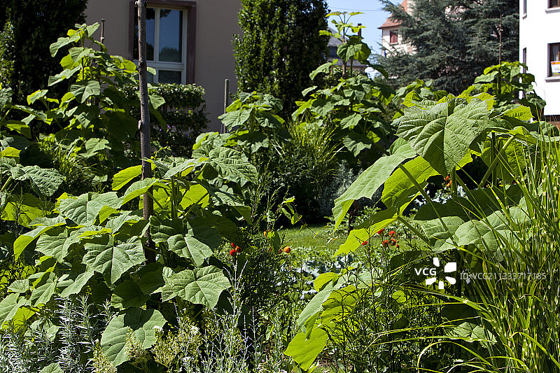 每年在基部修剪的公主树树篱图片素材