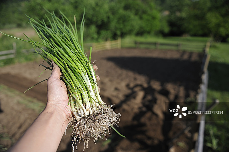 准备移植的甜洋葱捆，法国图片素材