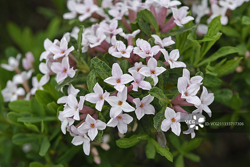 法国春天盛开的瑞香图片素材