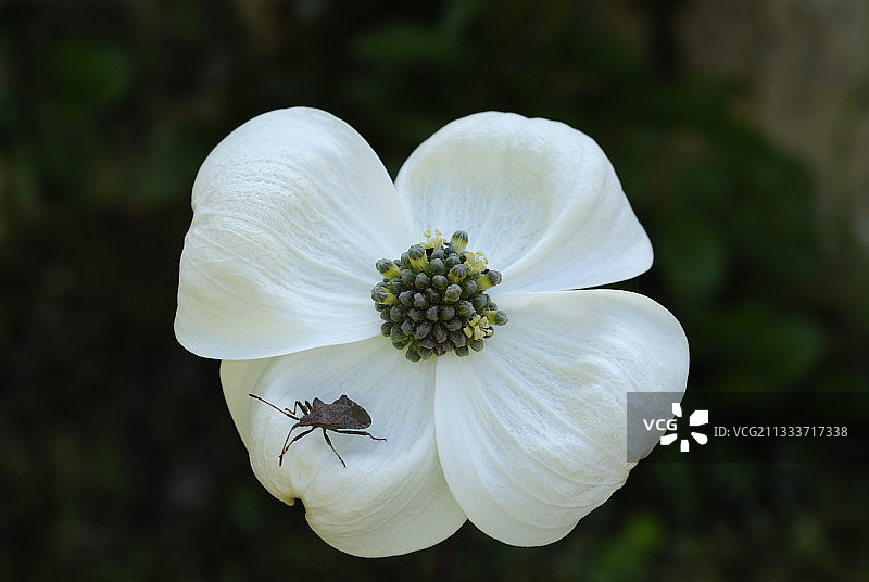 法国太平洋茱萸花上的码头椿象图片素材
