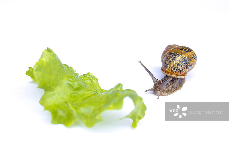 白色背景上的棕色庭院蜗牛和沙拉图片素材