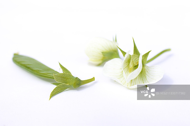 花园工作室的花与豆荚图片素材