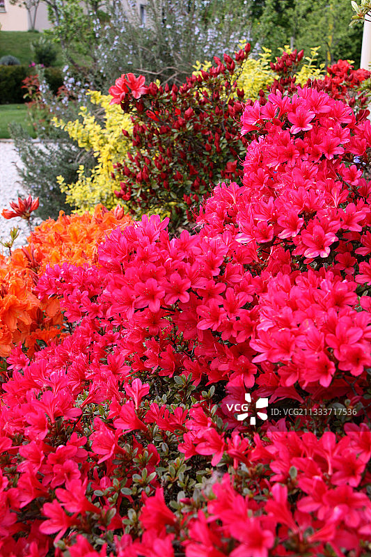 花园里盛开的日向杜鹃图片素材