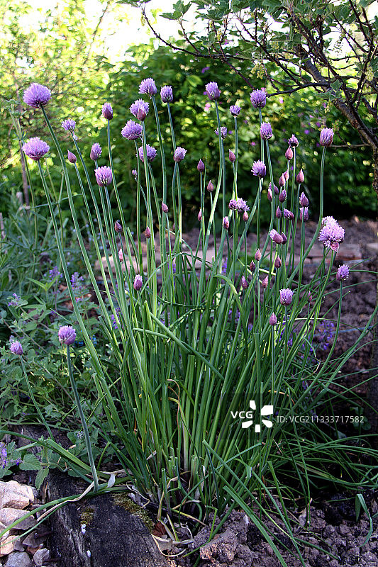 厨房花园中盛开的韭菜图片素材