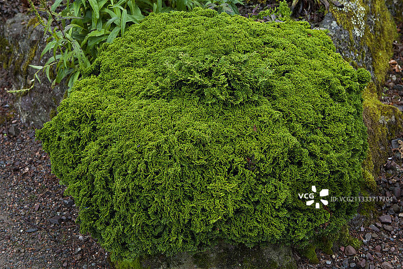 苏格兰植物园黄桧盆景图片素材