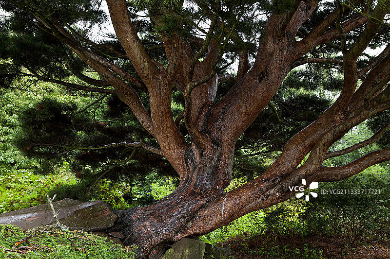 苏格兰植物园的日本红松图片素材