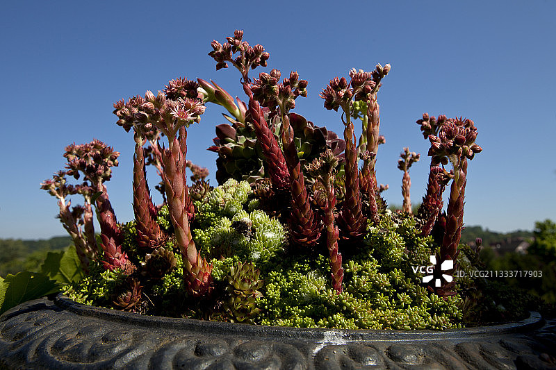 花园里花盆中盛开的景天图片素材