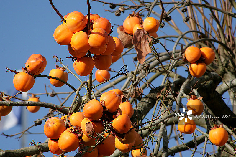 树上的柿子图片素材
