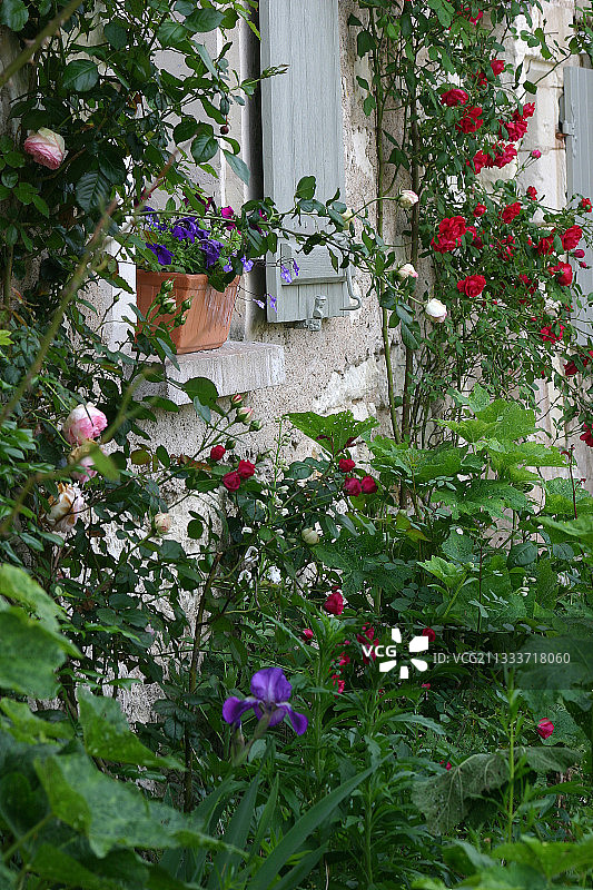房屋的花卉正面图图片素材
