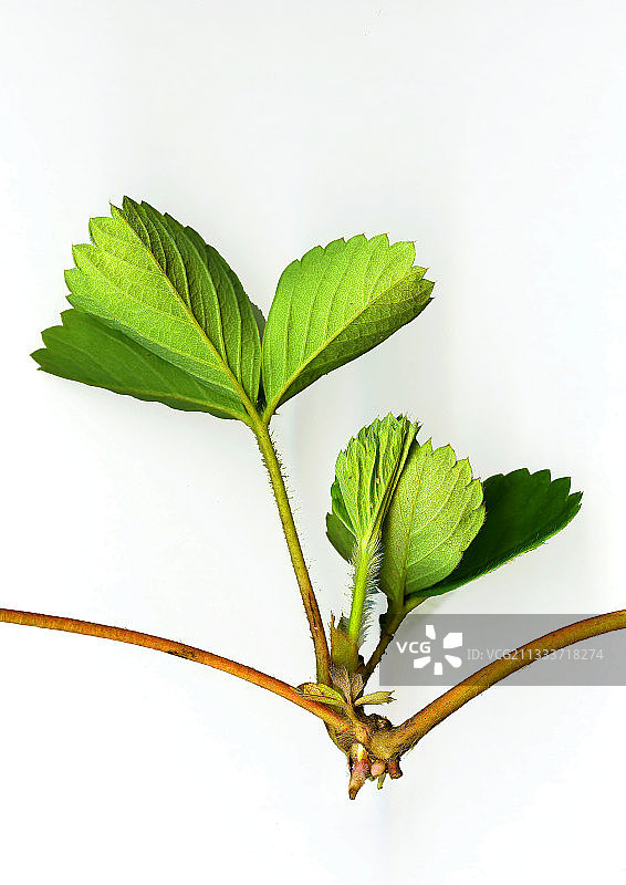 白色背景上的草莓藤蔓图片素材