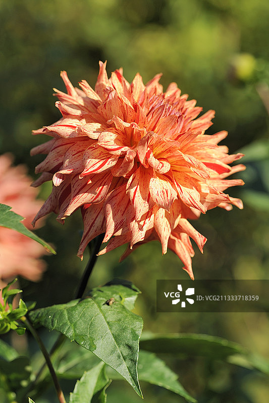 大丽花 ‘卡马诺·普罗斯佩罗’ 法国图片素材