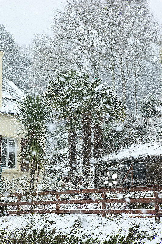 法国布列塔尼花园里雪中的棕榈树图片素材