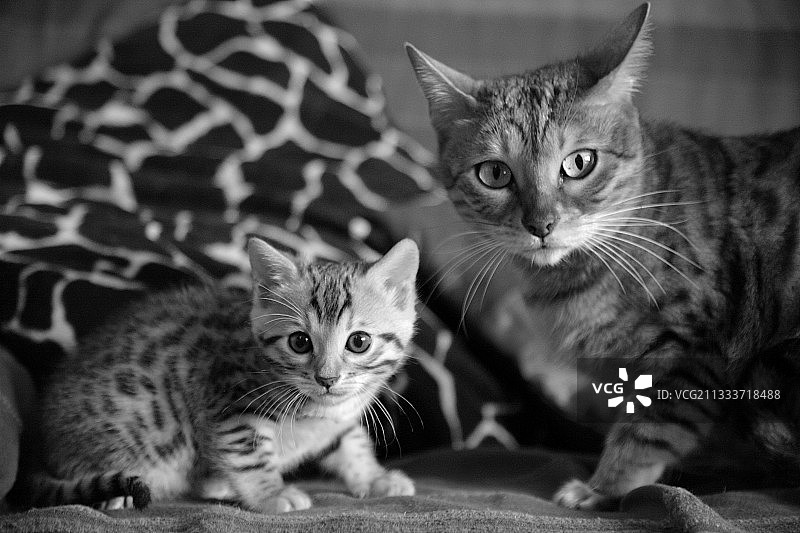 孟加拉小猫和它的母亲在沙发上图片素材