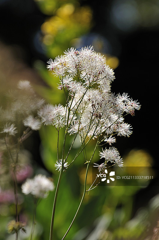 法国植物园中盛开的唐松草图片素材