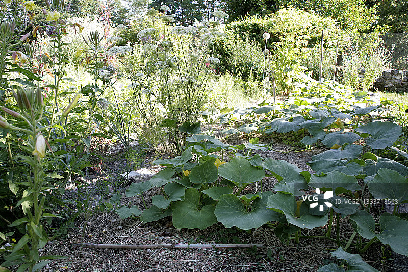 鲜花厨房花园里的南瓜图片素材