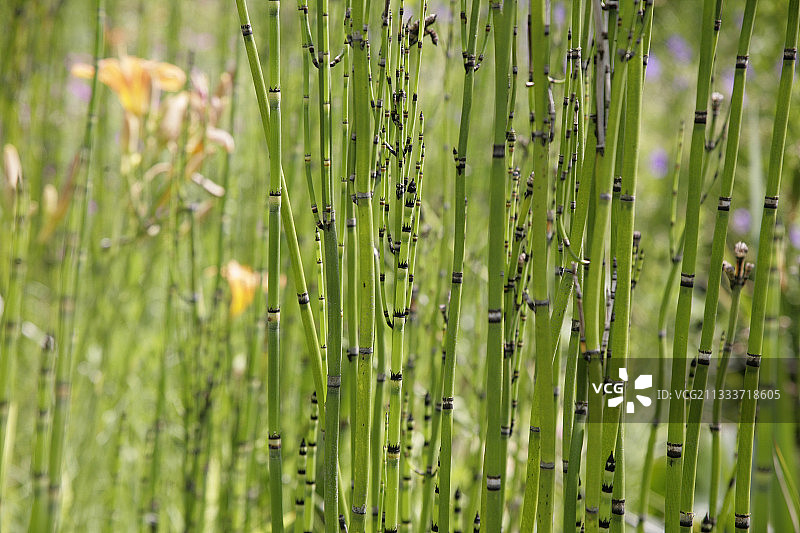 花园里的问荆图片素材