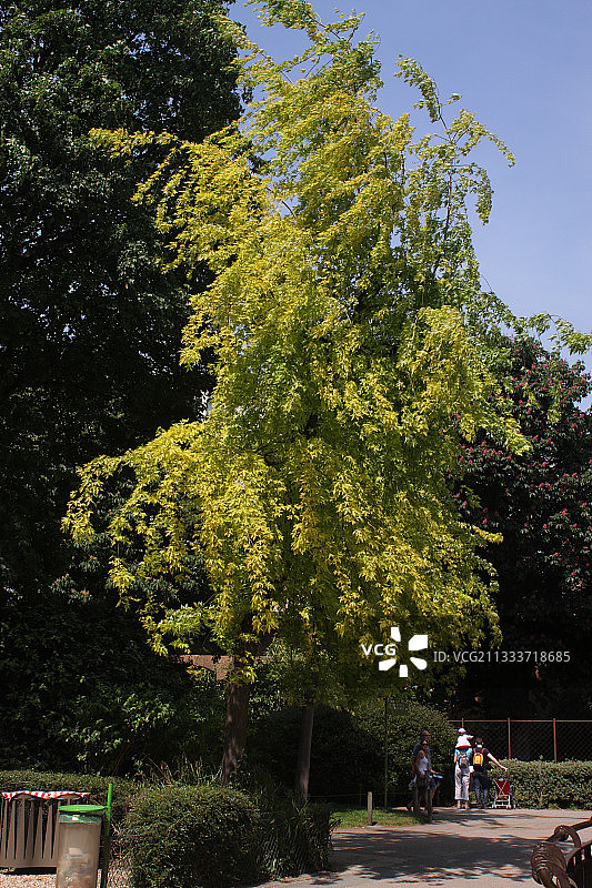 春季的银枫“维埃里”图片素材