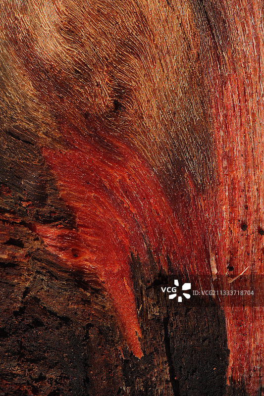 湿润的柽柳树皮图片素材