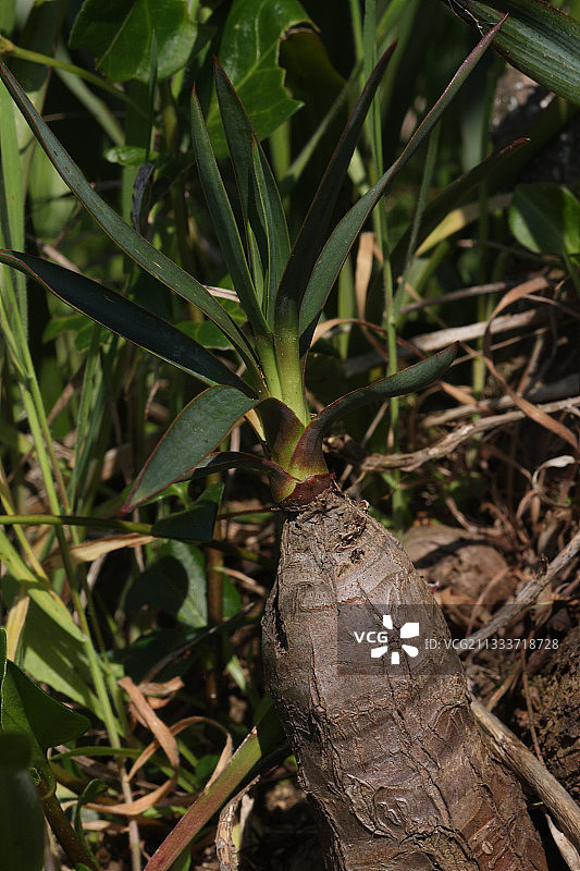 丝兰拍摄图片素材